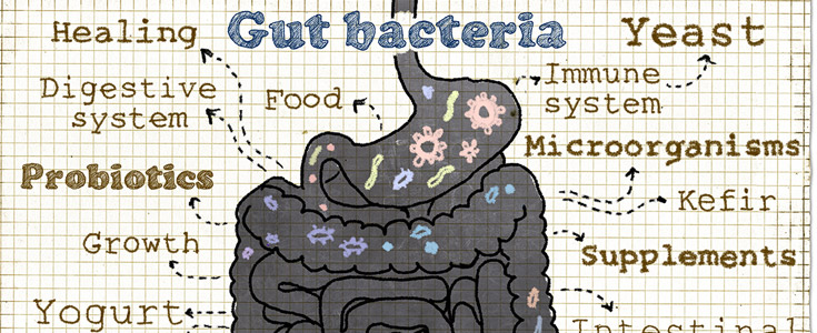 gut bacteria image